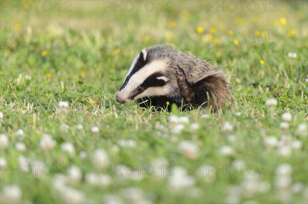 Eurasian Badger