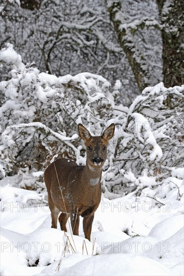 Western Roe Deer