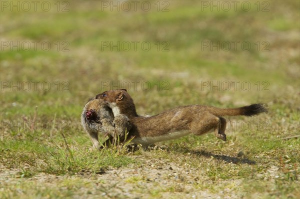 Stoat