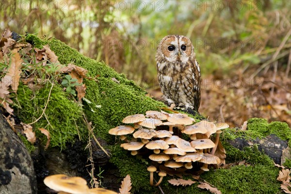 Tawny Owl