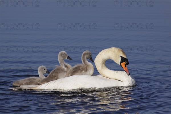 Mute Swan