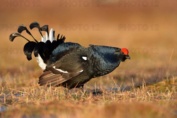 Black grouse