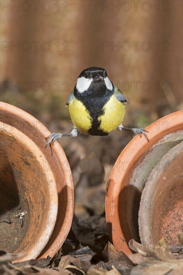 Great Tit