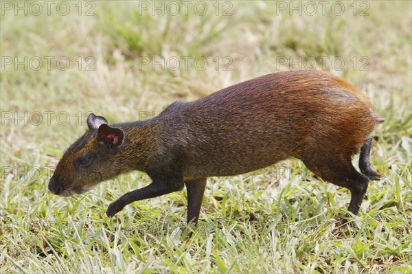 Red-rumped Agouti