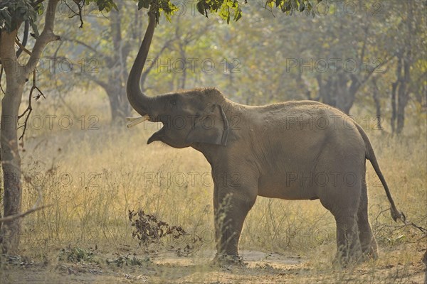 Asian Elephant