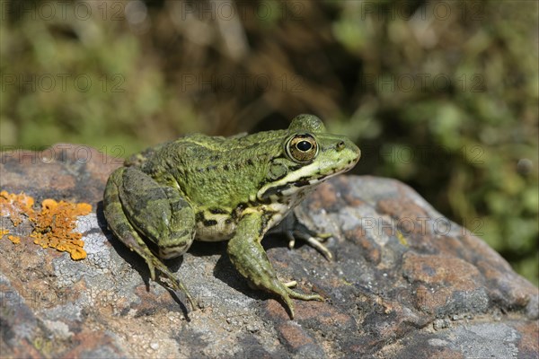 Iberian water frog