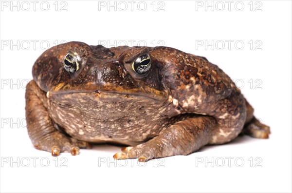 Cane toad