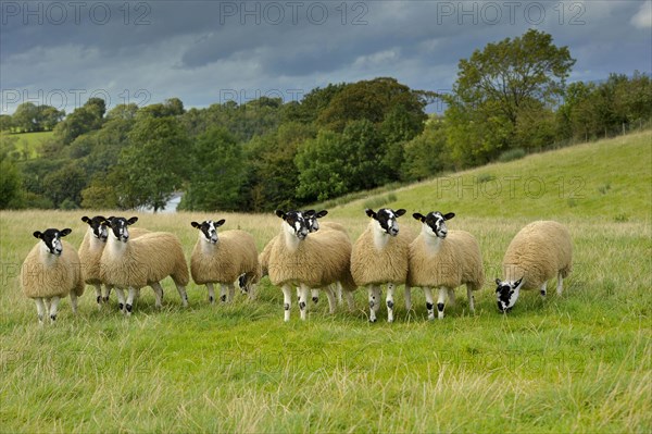 Domestic Sheep