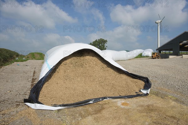 Whole wheat in ag bags on the farm