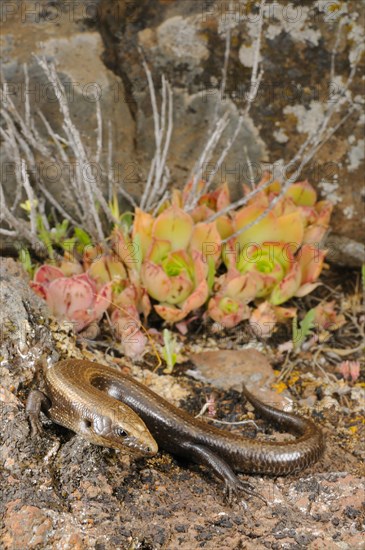 Western skink