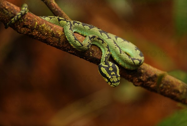 Sri lankan pit vipers