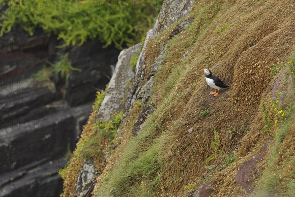 Puffin