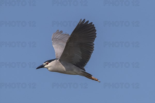 Night Heron with Black Crown Flying at Lake Kerkini Northern Greece