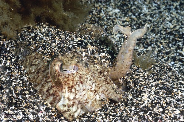 Common cuttlefish