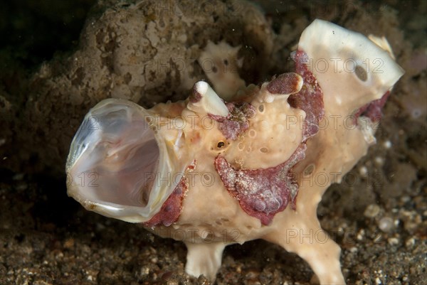 Warty Frogfish