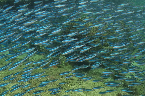 Blue-striped Fusiliers