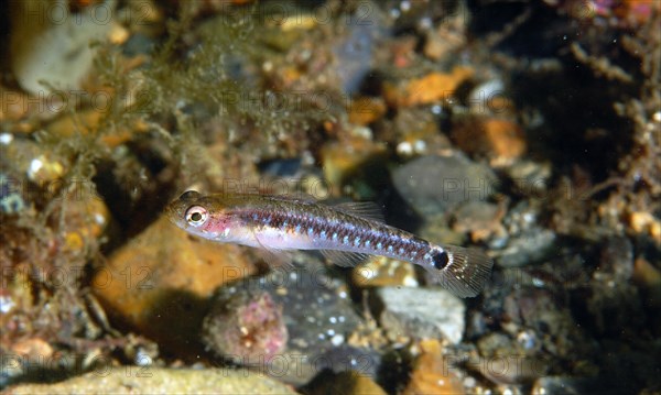 Swimming Goby