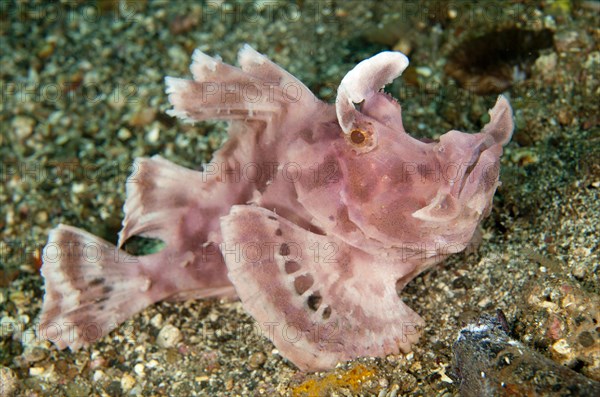 Paddle-flap Scorpionfish