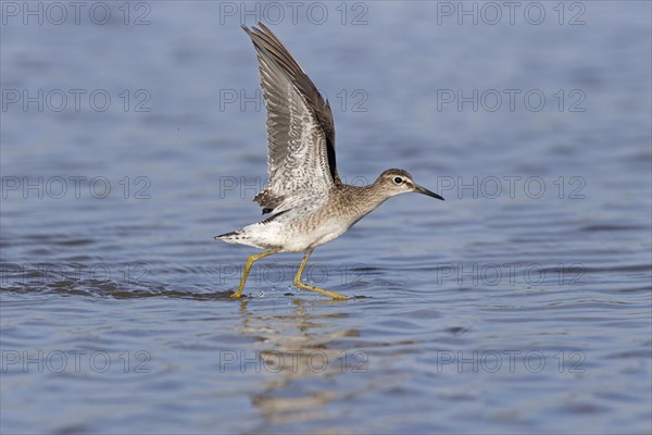 Wood Sandpiper