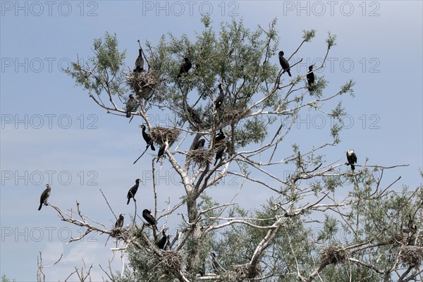 Cormorant nesting colony at Lake Kerkini Northern Greece