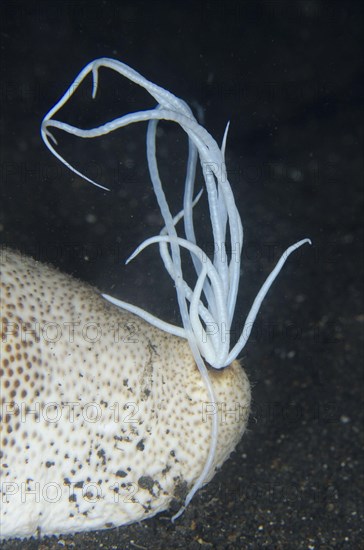 Brown sandfish sea cucumber