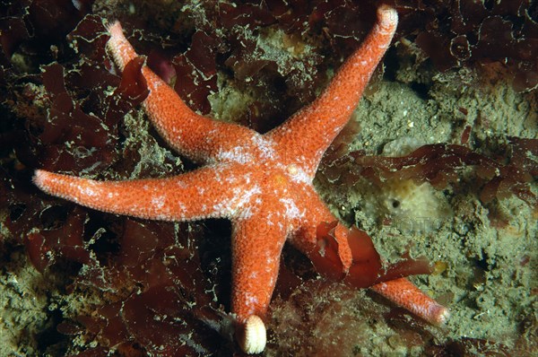 Spotted Blood Star