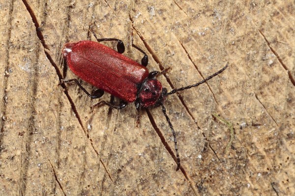 Red Longhorn Beetle