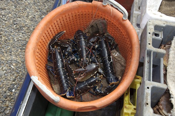 Catch of Common Lobster