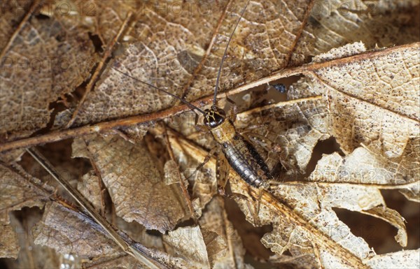 Wood cricket