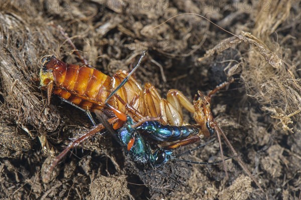 Emerald cockroach wasp