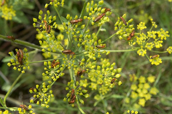 Common Red Soldier Beetle