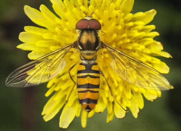 Marmalade Hoverfly