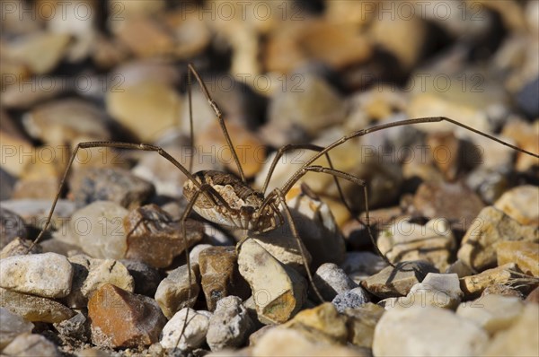 Harvestman