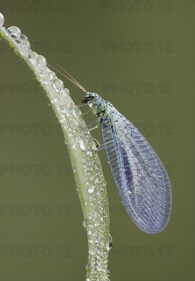 Green Lacewing