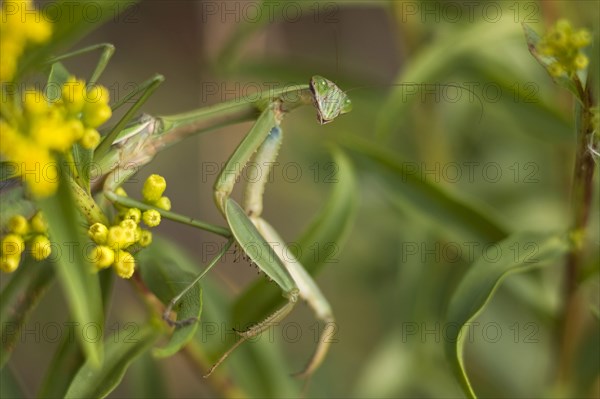 Chinese chinese mantis