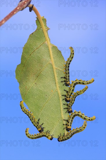 Birch Sawfly