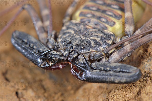 Variegated Tailless Whip whipscorpion
