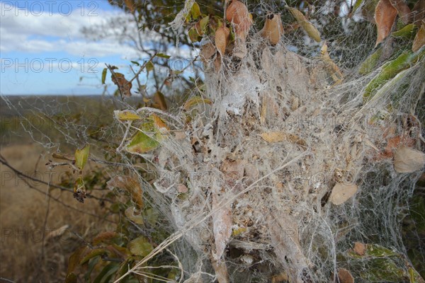 African Social Spider