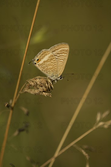 Large Wandering Blue