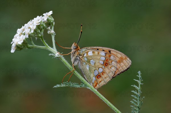 High Brown Fritillary