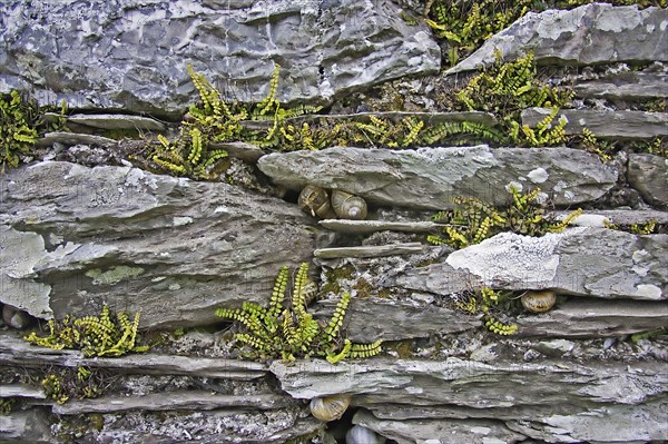 Maidenhair spleenwort