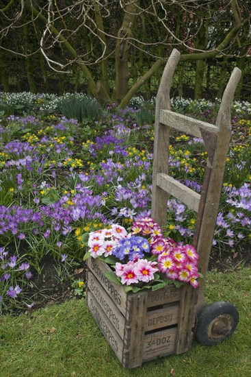 Flowering polyanthus primrose