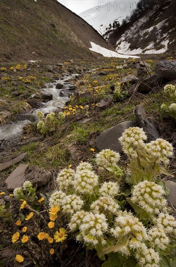 Flowering Georgian butterbur