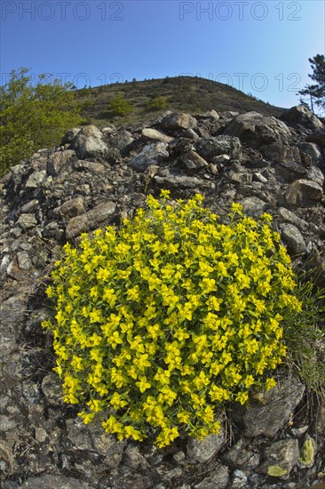 Spiny Spurge