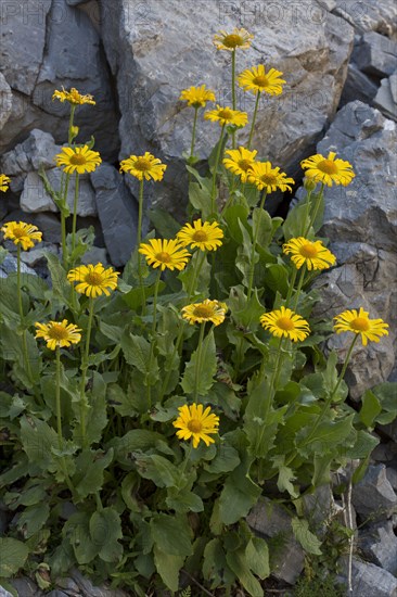 Large-flowered Leopard's Bane