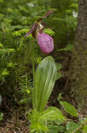 Stemless Lady's Slipper