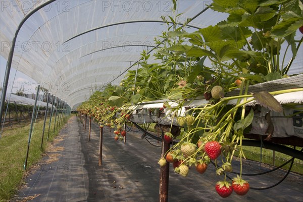 Strawberry plant