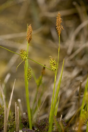 Long-stalked Yellow-sedge flowering