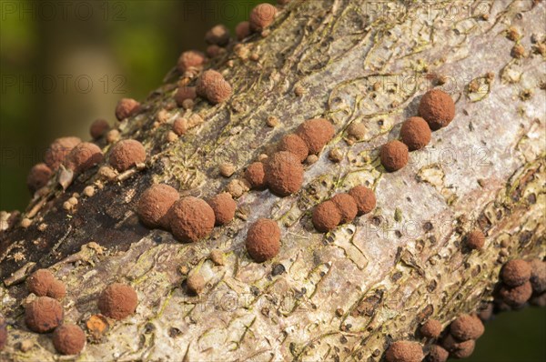 Coral Spot Fungus