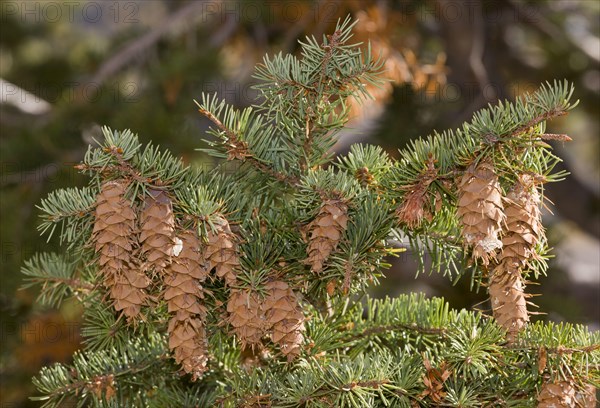 Douglas fir